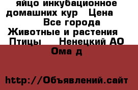 яйцо инкубационное домашних кур › Цена ­ 25 - Все города Животные и растения » Птицы   . Ненецкий АО,Ома д.